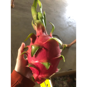 Premium verse Vietnamese drakenvrucht - wit-rood vlees 100% puur zoete smaak Kim Minh International natuurlijke houdbaarheid export