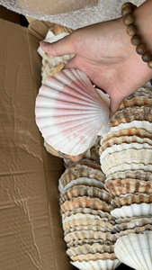 Descubre las conchas marinas vietnamitas: envíos a granel en todo el mundo - Product Image 4