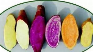 Dioscorea alata de alta calidad, Dioscorea congelada de Viet AM - Product Image 5