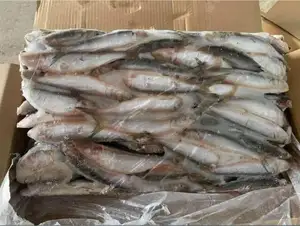 Seluruh Putaran Ekspor Ikan Sarden Segar Beku/Ikan Nila Merah Beku Segar/Ikan ROHU Beku dan BASS Laut untuk Dijual