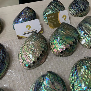 Coquillages d'Abalone Poli Vert Naturel, Coquillages Paua Bleu Iridescent, Vente en Gros de Coquillages pour Cadeaux Artisanaux Personnalisés - Product Image 1
