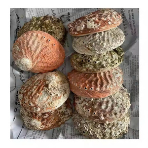 Blue <b>Abalone</b> <b>Shell</b> Wholesale Two Sided Polished Raw Seashell from Vietnam for Handmade Craft Items - Product Image 3