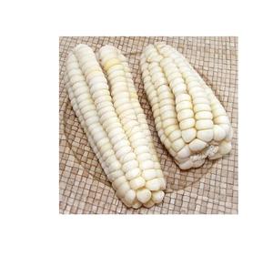 Produit agricole en vrac : Maïs blanc sec en grains, maïs séché, maïs blanc sec à prix compétitif - Product Image 3
