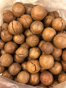 Noix de macadamia grillées avec coque Service OEM/ODM Saveur originale Snack croustillant Emballage personnalisé pour l'exportation en vrac - Product Image 3