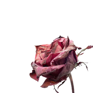 Flor de rosa roja seca | Pétalos decorativos para ocasiones festivas y regalos - Product Image 6