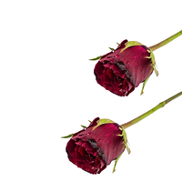 Fleur de rose rouge séchée naturelle |   Kohenoor International Grade A1 |   Approvisionnement en gros du Pakistan pour les cosmétiques et les parfums