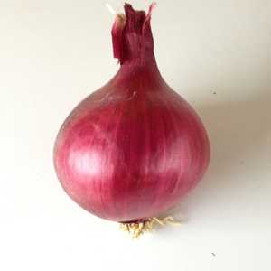 หัวหอมสด ขนาด 6-8 ซม. สีเหลือง/แดง ขายส่ง ราคาดี ปี 2024 ผลผลิตใหม่ คุณภาพสูง - Product Image 6