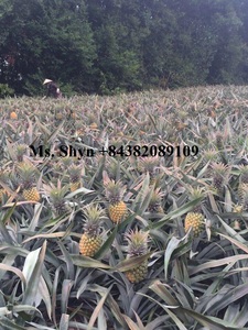 Deliciosas rodajas de piña enlatada Frutas tropicales enlatadas-Trozo de frutas de piña en almíbar-Sra. Shyn - Product Image 4