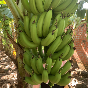 Fruta tropical de color vibrante fresca Cavendish Banana con tamaño consistente, la mejor opción para los importadores de Vietnam - Product Image 1