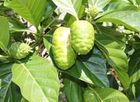 FRUITS NONI VIETNAMIENS FRAIS/AUTHENTIQUE ET NATUREL/FABRIQUÉ AU VIETNAM