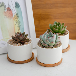 Maceta suculenta <span class=keywords><strong>de</strong></span> flores <span class=keywords><strong>redondas</strong></span> <span class=keywords><strong>de</strong></span> cerámica blanca barata con bandeja <span class=keywords><strong>de</strong></span> Bambú - Product Image 4
