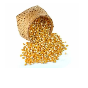 Maíz Amarillo Seco Premium a Granel, Calidad de Cosecha Ideal para Nutrición de Ganado, Uso Industrial, Listo para Exportación, Pureza Consistente - Product Image 6