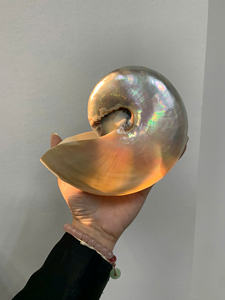 Concha de Nautilu Pompilius Perlada Pulida/Sin Pulir al Mejor Precio de Vietnam - Sra. Caryln 0084935825297 - Product Image 5