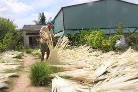 Feuilles de corypha lecomtei à vendre en petite quantité livraison rapide feuille de palmier corypha lecomtei - Product Image 5