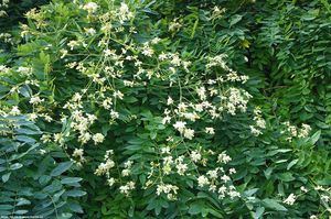 SOPHORA JAPONICA RÉCOLTÉE SAUVAGE/GUÉRISON NATURELLE/ÉTIQUETTE PROPRE/ÉCOLOGIQUE - Product Image 4