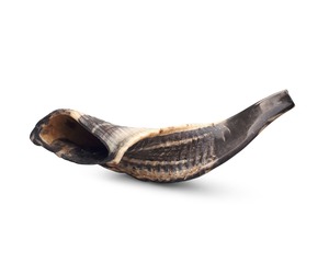 Shofar Collection Ram's Horn Shofars Jewish Ritual Instruments kudu Horn shofar a granel a precio de fábrica más allá del cuerno para beber - Product Image 3
