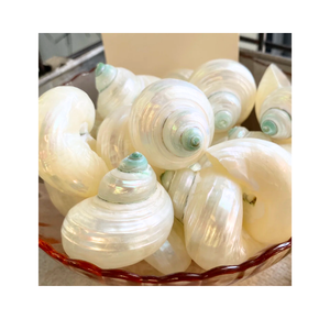 เปลือกหอยเทอร์โบตกแต่งสีเบอร์เนสขัดเงาเพื่อความสมบูรณ์แบบจากเวียดนามเหมาะสำหรับการตกแต่งที่มีหลายขนาด - Product Image 4