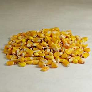 Premium Export Grade Yellow Dent Corn – High <b>Starch</b> Feed & Industrial Corn for Global Buyers for Animal Feed and Food Processing - Product Image 5
