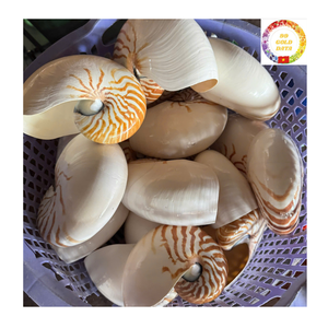 Concha Nautilus con cámara, concha marina espiral Natural decorativa pulida para arte marino inspirado en el océano, decoración de lujo para el hogar - Product Image 6