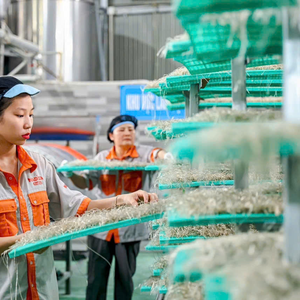 Vietnamese Arrowroot Dried Big Thread Noodles 100% Pure Arrowroot <b>Starch</b> Factory Supply - Product Image 2