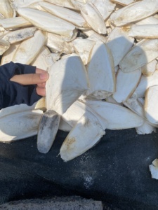 Competitive <b>Cuttlebone</b> 100% Natural Dried Cuttlefish Bone From Vietnam Supply Calcium for Pet (Birds/reptile/<b>tortoise</b>/snail...) - Product Image 5