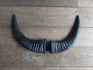 Pareja de cuernos de búfalo - Product Image 4