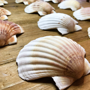 Coquille de pétoncle utilisée pour les paramètres de buffet d'affichage des aliments Exigences de restauration et d'emballage de cadeaux d'événement - Product Image 6