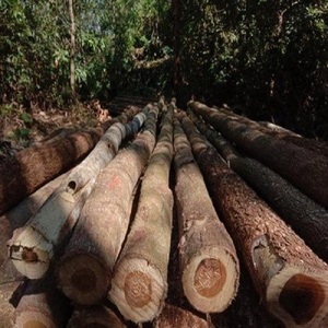 Acacia Mangium Troncos de madera Premium para proyectos de gabinetes y pisos Disponible ahora con entrega rápida - Product Image 4