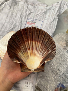 Copa de vino artesanal con concha de vieira estilo costero para elegantes manteles - Product Image 2