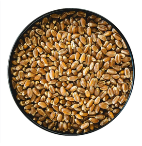 Blé dur biologique Sans OGM Livraison rapide en stock à bas prix Textures molles et dures pour la nutrition et l'alimentation animale - Product Image 6