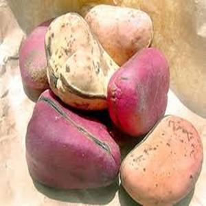 Raw and Dried Healthy Garcinia Kola <b>Nut</b> Available at Farm Price - Product Image 3