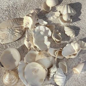 Libérez votre créativité avec des perles de coquillage polyvalentes, des coquillages et des coquillages naturels du Vietnam. - Product Image 5