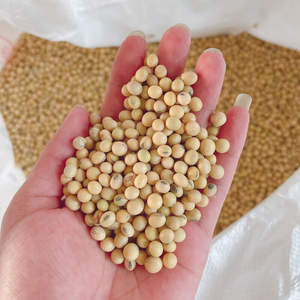 Raw <b>Soybeans</b> for Sale - Product Image 1