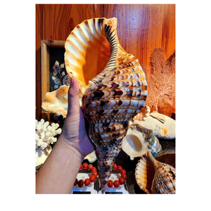 Conchas de trompeta de Vietnam para uso en decoración de bodas, diseño costero de interiores, venta minorista de acuarios y proyectos artísticos - Product Image 1