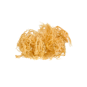 Mousse de mer/poudre de mousse de mer récoltées de manière durable par emballage personnalisé exporté en vrac vers le marché britannique - Product Image 2