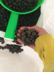 Graine de Lotus noir - Product Image 3