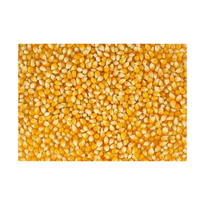 Maíz amarillo seco original de alta calidad a la venta Vendedor caliente en Ucrania - Product Image 4