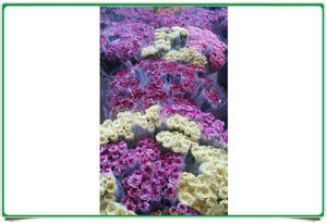 ดอกไม้สดดอกคาร์เนชั่นมาตรฐานคุณภาพพรีเมี่ยม - Product Image 4