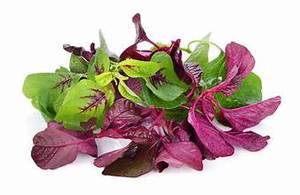 ETIQUETA LIMPIA A BASE DE PLANTAS HOJAS VERDE AMARANTE CONGELADO APOYO INMUNE SALUDABLE NATURAL OPCIÓN SUPERALIMENTACIÓN - Product Image 6