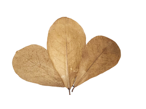 Haute qualité 30 feuilles en plastique d'aquarium d'amande indienne naturelle Catappa 21-25 cm pour l'utilisation des animaux de compagnie - Product Image 5