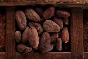 Granos de cacao de grado seco de alta calidad, mantequilla en polvo a la venta, cacao crudo/grano de chocolate, buen precio, café, granos de cacao - Product Image 3