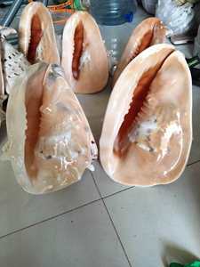 เปลือกหอยทากเปลือกหอยที่ไม่ซ้ำใครจากโรงงานเวียดนามเปลือกหอยทรัมเป็ตธรรมชาติเปลือกหอยหอยทากเปลือกหอยสำหรับ DIY - Product Image 3