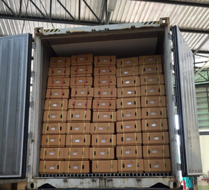 Proveedor de Coco Entero Pulido - Tamaño Uniforme, Apariencia Limpia - Product Image 2