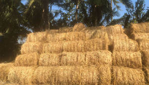 Paquetes de paja de arroz de buena calidad Productos agrícolas Precio atractivo Paja DE TRIGO Alimentación animal - Product Image 2