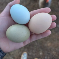 Oeufs à couver Cobb 500 Oeufs de poulet fertiles de qualité supérieure pour les fermes de poulets de chair Commandez maintenant