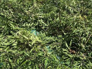 ใบโพลีสเซียส ฟรูติโคซา แห้ง สำหรับชาสมุนไพร ใบสมุนไพรธรรมชาติจากเวียดนาม สำหรับเครื่องดื่มเพื่อสุขภาพ - Product Image 6