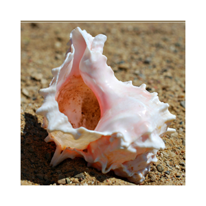 Coquille de coquillage naturel, vente en gros, coquille de coquillage sec de haute qualité, escargot de Murex - Product Image 5