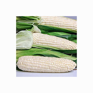 Vente en gros de maïs blanc biologique de haute qualité de qualité supérieure hautement nutritif séché - Product Image 2