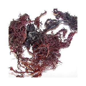 Wildcrafted <b>raw</b> superfood Irish <b>Moss</b>/ <b>Sea</b> <b>Moss</b> Eucheuma Cottonii 2025 - Product Image 5