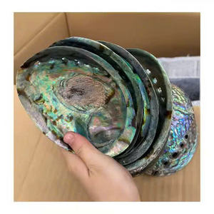 Coquille de paua polie avec nacre de haute qualité, coquille d'ormeau naturelle brute blanche/verte, belle nacre pour la décoration et la collection - Product Image 5